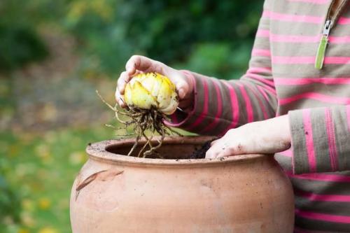 Как ухаживать за лилиями в горшке. Комнатная или домашняя лилия. уход и выращивание. Практические советы