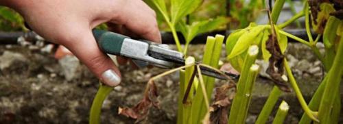 Уход за пионами после цветения. Как ухаживать за пионами в августе и сентябре для пышного цветения