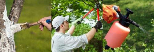 Подробно о обработке сада от различных вредителей. Как бороться с вредными насекомыми 01 Подробно о обработке сада от различных вредителей. Как бороться с вредными насекомыми 01