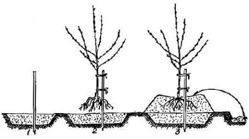 Уход за плодовыми деревьями в апреле. Молодой сад – обрезка и посадка плодовых деревьев