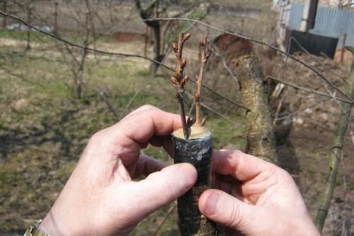 Уход за плодовыми деревьями в апреле. Молодой сад – обрезка и посадка плодовых деревьев