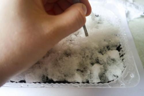 Посев петунии на снег. Как сеять петунию на рассаду на снег: инструкция с фото