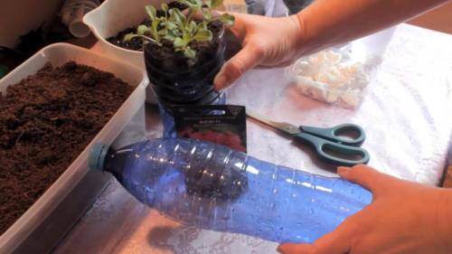 Видео о посеве петунии на рассаду. Как посадить петунию, чтобы она пышно цвела всё лето 27 Видео о посеве петунии на рассаду. Как посадить петунию, чтобы она пышно цвела всё лето 27