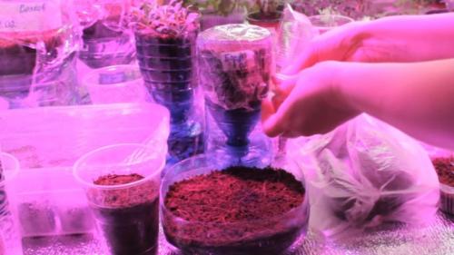 Видео о посеве петунии на рассаду. Как посадить петунию, чтобы она пышно цвела всё лето 33 Видео о посеве петунии на рассаду. Как посадить петунию, чтобы она пышно цвела всё лето 33