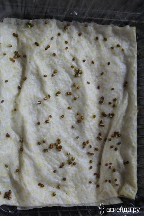 Посев петунии на салфетку. Рассада на салфетке мой личный опыт. ПИКИРОВКА.