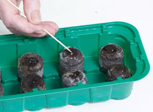 Посадка петунии на рассаду в таблетки. Как посеять семена петунии на рассаду в торфяные таблетки