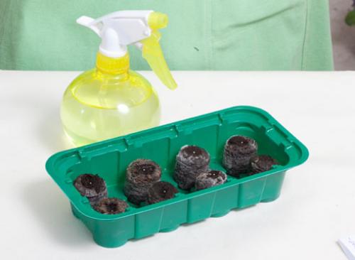 Посадка петунии на рассаду в таблетки. Как посеять семена петунии на рассаду в торфяные таблетки