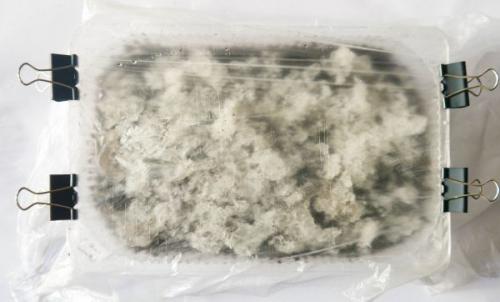 Посев петунии на снег. Как сеять петунию на рассаду на снег: инструкция с фото