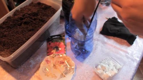 Видео о посеве петунии на рассаду. Как посадить петунию, чтобы она пышно цвела всё лето 29 Видео о посеве петунии на рассаду. Как посадить петунию, чтобы она пышно цвела всё лето 29