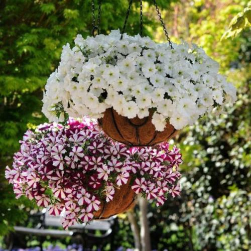 Когда сеять петунию, чтобы зацвела в мае. Сроки посадки