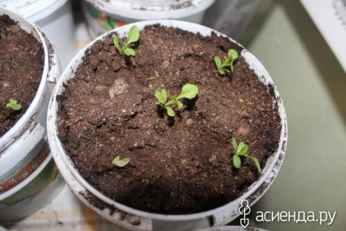 Посев петунии на салфетку. Рассада на салфетке мой личный опыт. ПИКИРОВКА.