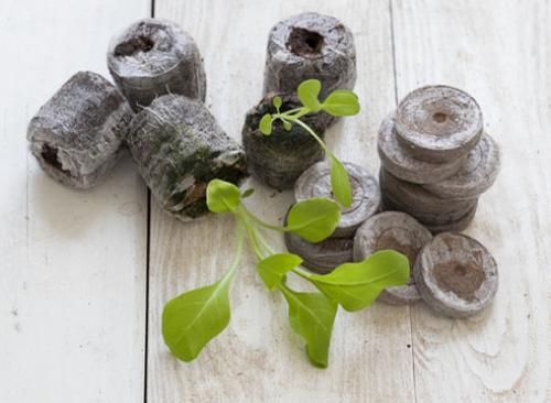 Посадка петунии на рассаду в таблетки. Как посеять семена петунии на рассаду в торфяные таблетки