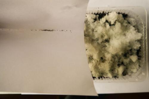 Посев петунии на снег. Как сеять петунию на рассаду на снег: инструкция с фото