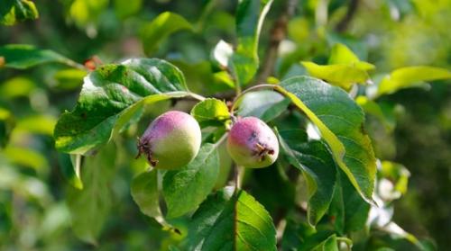 Обработка яблонь после цветения. Чем обработать яблони от вредителей и болезней после цветения?