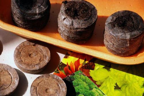 Как сажать петунию в торфяные горшочки. Пошаговая инструкция по посадке петунии в торфяные таблетки