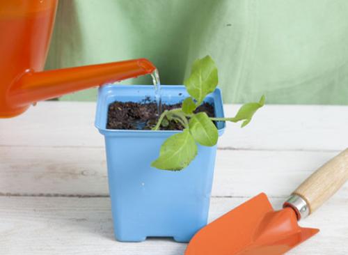 Как поливать рассаду петунии в торфяных таблетках. Как посеять семена петунии на рассаду в торфяные таблетки