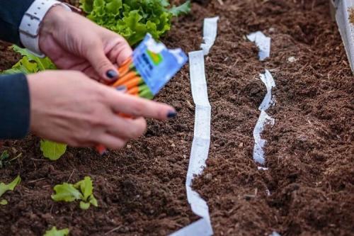 Какую зелень посадить в мае. Что сеять в мае в Подмосковье — 10 самых популярных культур