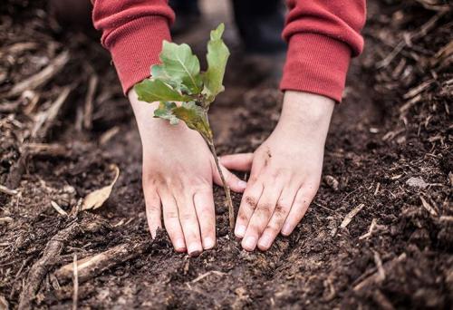 Какие деревья можно сажать в мае. Выбор сроков