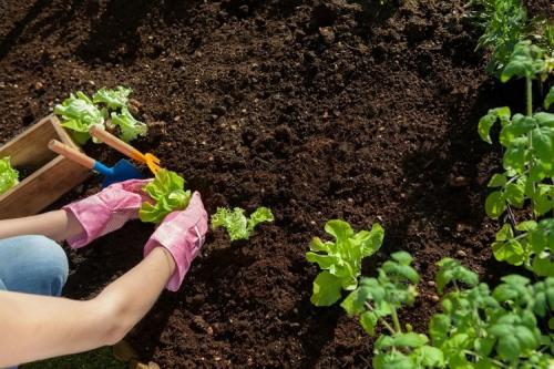Какую зелень посадить в мае. Что сеять в мае в Подмосковье — 10 самых популярных культур