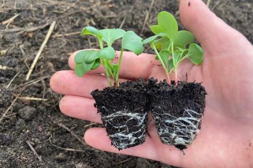 Какую зелень посадить в мае. Что сеять в мае в Подмосковье — 10 самых популярных культур