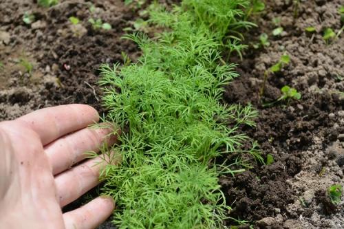 Какую зелень посадить в мае. Что сеять в мае в Подмосковье — 10 самых популярных культур