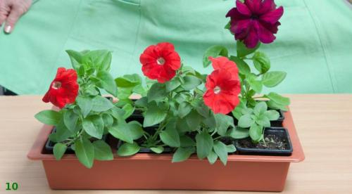 Выращивание рассады петунии на туалетной бумаге без земли. Рассада без земли на туалетной бумаге по-московски 06 Выращивание рассады петунии на туалетной бумаге без земли. Рассада без земли на туалетной бумаге по-московски 06