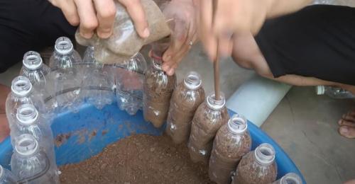 Выращивание рассады петунии на туалетной бумаге без земли. Рассада без земли на туалетной бумаге по-московски 21 Выращивание рассады петунии на туалетной бумаге без земли. Рассада без земли на туалетной бумаге по-московски 21