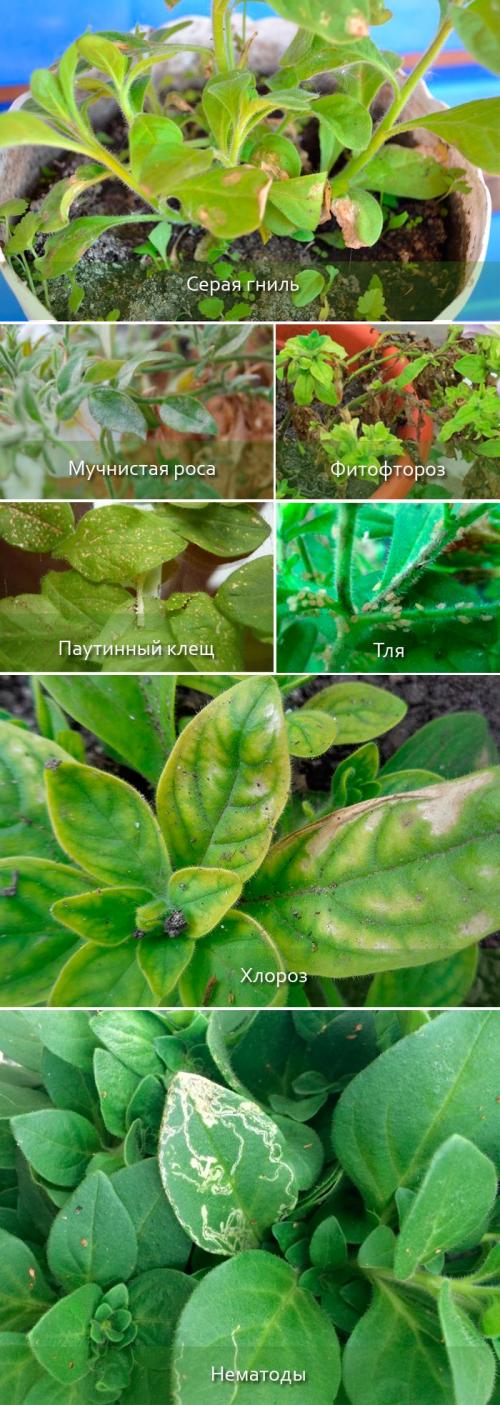 Как реанимировать петунию. Почему сохнет петуния