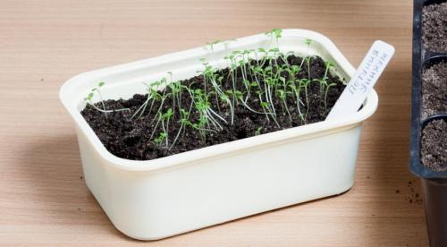 Возможные проблемы при выращивании рассады петунии. Хитрости посева семян петунии на рассаду 04 Возможные проблемы при выращивании рассады петунии. Хитрости посева семян петунии на рассаду 04