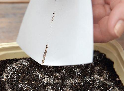 Посадка лобелии на туалетную бумагу.