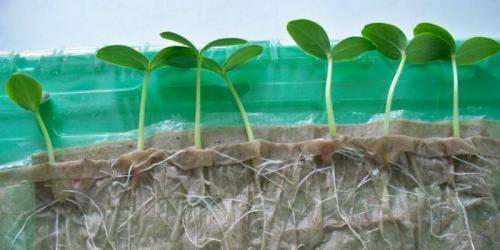 Как пикировать петунию с туалетной бумаги. Выращивание рассады на туалетной бумаге