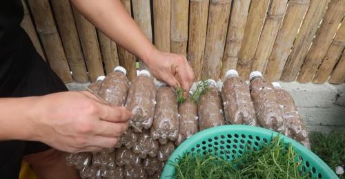 Выращивание рассады петунии на туалетной бумаге без земли. Рассада без земли на туалетной бумаге по-московски 22 Выращивание рассады петунии на туалетной бумаге без земли. Рассада без земли на туалетной бумаге по-московски 22