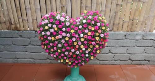 Выращивание рассады петунии на туалетной бумаге без земли. Рассада без земли на туалетной бумаге по-московски 24 Выращивание рассады петунии на туалетной бумаге без земли. Рассада без земли на туалетной бумаге по-московски 24