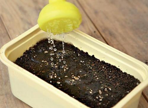 Посадка лобелии на туалетную бумагу.