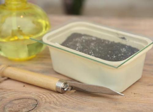 Посадка лобелии на туалетную бумагу.