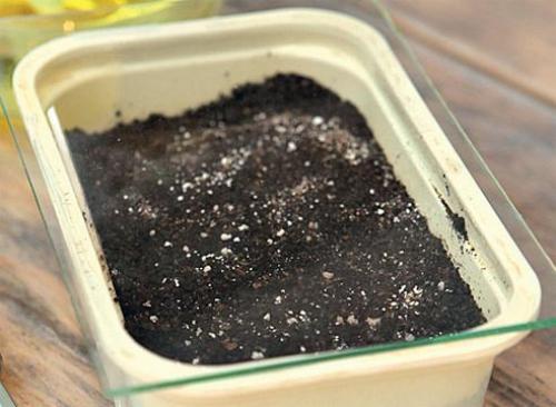 Посадка лобелии на туалетную бумагу.