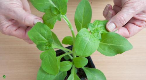 Возможные проблемы при выращивании рассады петунии. Хитрости посева семян петунии на рассаду 07 Возможные проблемы при выращивании рассады петунии. Хитрости посева семян петунии на рассаду 07