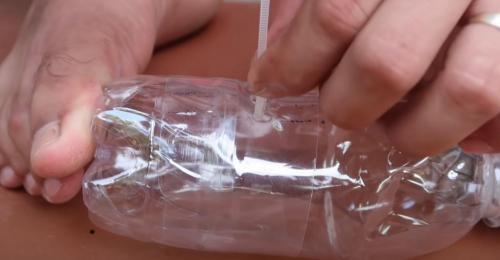 Выращивание рассады петунии на туалетной бумаге без земли. Рассада без земли на туалетной бумаге по-московски 16 Выращивание рассады петунии на туалетной бумаге без земли. Рассада без земли на туалетной бумаге по-московски 16