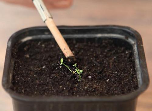 Посадка лобелии на туалетную бумагу.