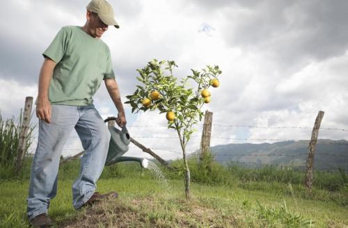 Во время цветения плодовых деревьев в саду. Почему дачники не поливают деревья во время цветения