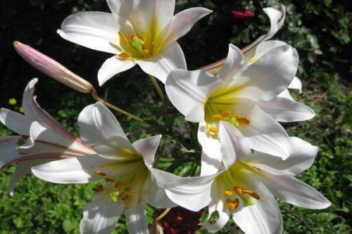 Что делать с лилией в горшке после цветения. Нужно ли срезать стебли лилий после цветения