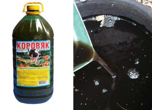 Уход за пионами после цветения. Как ухаживать за пионами в августе и сентябре для пышного цветения