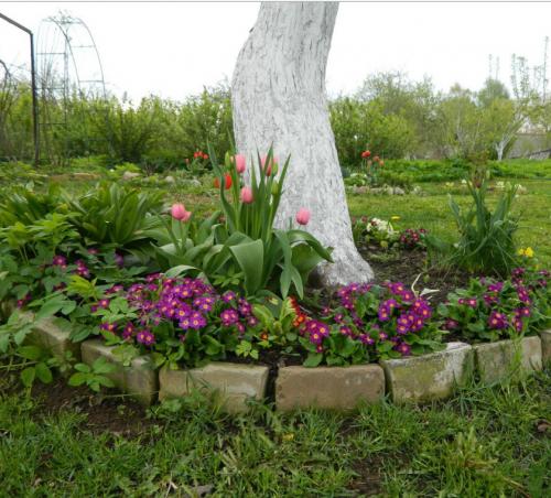 Во время цветения плодовых деревьев в саду. Почему дачники не поливают деревья во время цветения