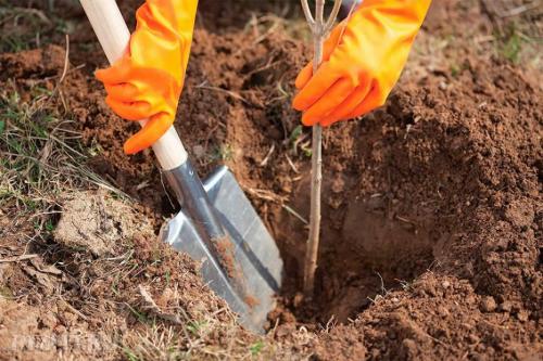 Во время цветения плодовых деревьев в саду. Почему дачники не поливают деревья во время цветения