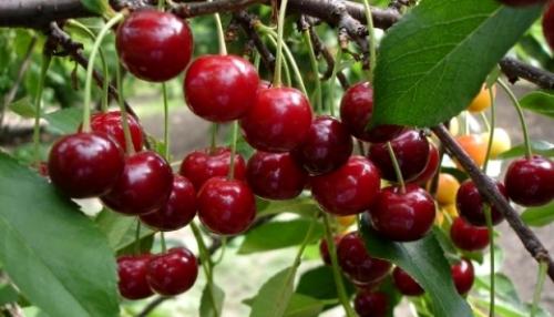 Уход за садом в пору цветения. Уход за садом летом 04 Уход за садом в пору цветения. Уход за садом летом 04