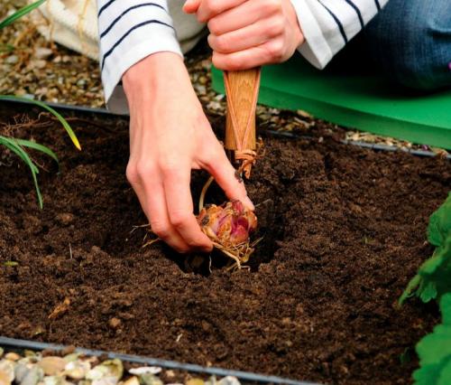 Уход за лилиями осенью. В какое время сажать