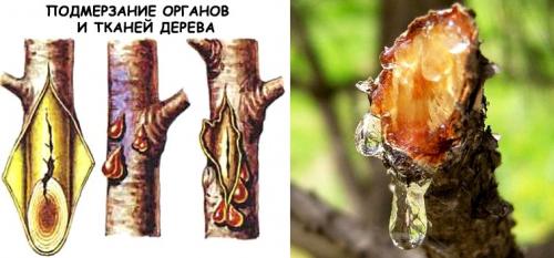 Уход за садом в пору цветения. Уход за садом летом 01 Уход за садом в пору цветения. Уход за садом летом 01