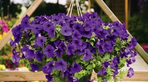 Как вырастить ампельную петунию в домашних условиях. Когда и как сажать ампельную петунию на рассаду?