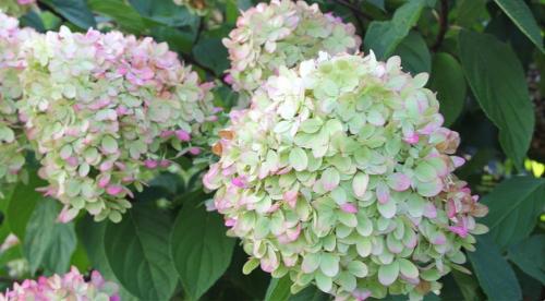 Топ деревьев и кустарников для дизайна приусадебного участка. Обзор декоративных деревьев и кустарников 11 Топ деревьев и кустарников для дизайна приусадебного участка. Обзор декоративных деревьев и кустарников 11