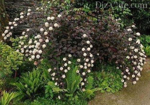 Топ деревьев и кустарников для дизайна приусадебного участка. Обзор декоративных деревьев и кустарников 06 Топ деревьев и кустарников для дизайна приусадебного участка. Обзор декоративных деревьев и кустарников 06